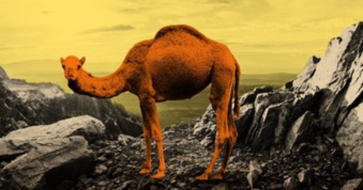 قصة ناقة صالح - عليه السلام - مختصرة  رابط الموضوع